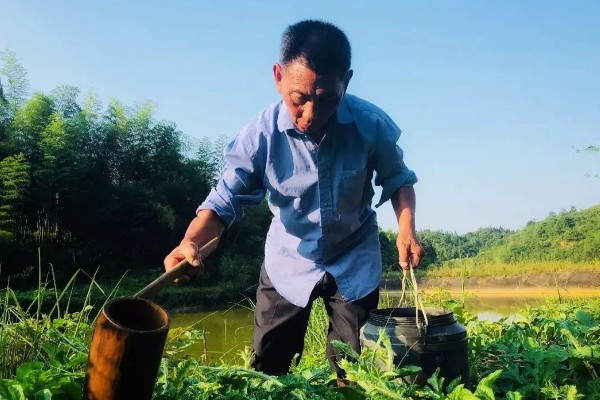 西瓜膨大期的特点，这个时期果实快速膨大