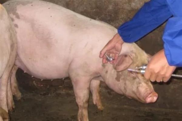 母猪高热病有哪些症状，怀孕母猪会出现呼吸急促、卧地等