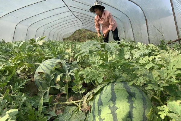 西瓜膨大期的特点，这个时期果实快速膨大