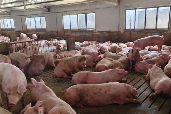 母猪高热病有哪些症状，怀孕母猪会出现呼吸急促、卧地等