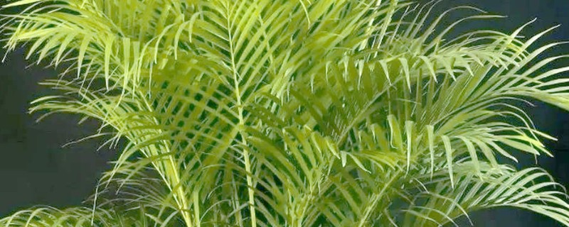 散尾葵根腐病的症状，会导致全株萎蔫死亡