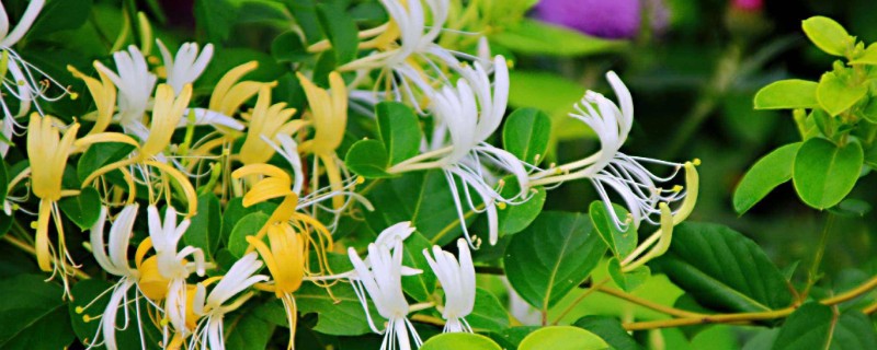 金银花如何繁殖，可扦插也可种子繁殖等