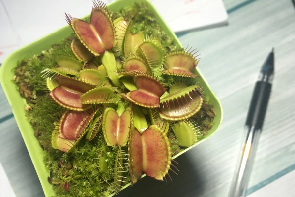 食虫植物用什么方法捕虫，可通过陷阱式的方式来捕虫