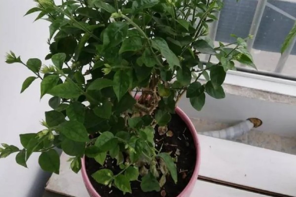 为什么茉莉不开花，可能是养分不足所致