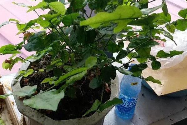 为什么茉莉不开花，可能是养分不足所致