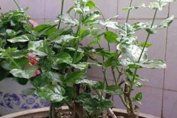 为什么茉莉不开花，可能是养分不足所致