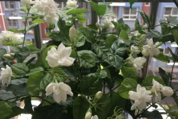 为什么茉莉不开花，可能是养分不足所致