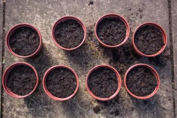 羽叶洋葵怎么播种，种子经过清洗和浸泡后再撒播