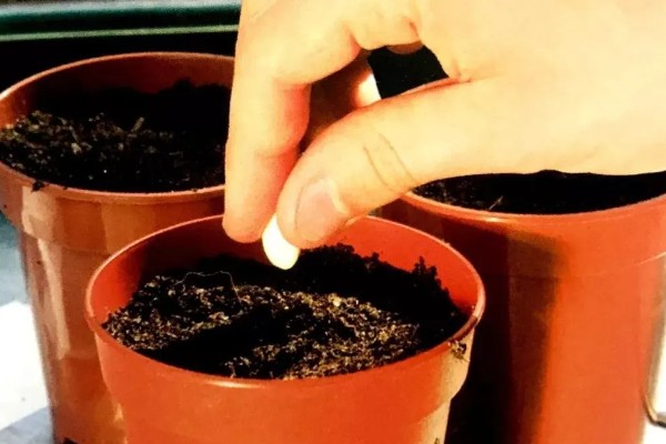 羽叶洋葵怎么播种，种子经过清洗和浸泡后再撒播