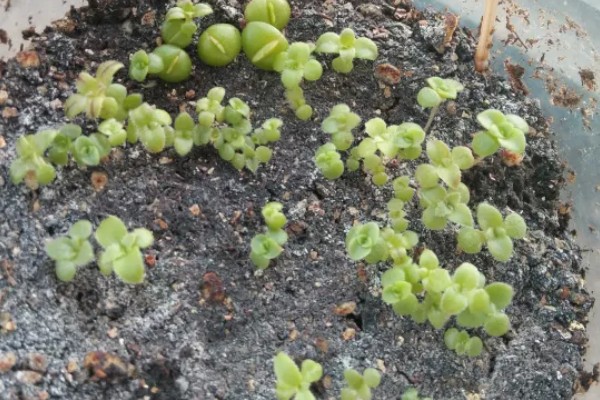 羽叶洋葵怎么播种，种子经过清洗和浸泡后再撒播