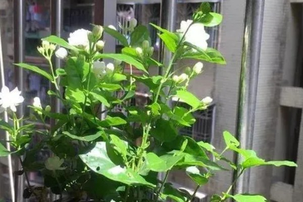 为什么茉莉不开花，可能是养分不足所致