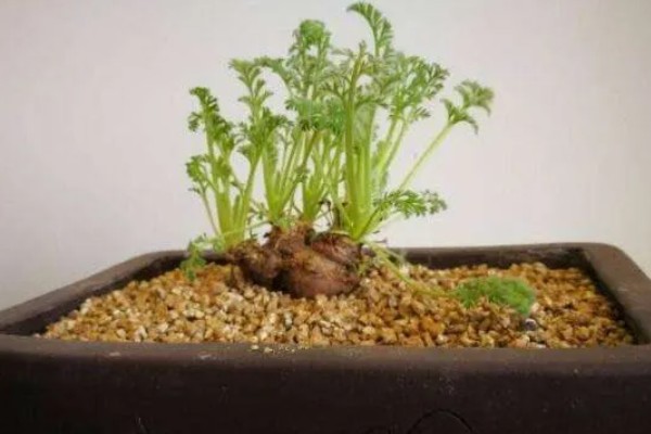 羽叶洋葵怎么播种，种子经过清洗和浸泡后再撒播