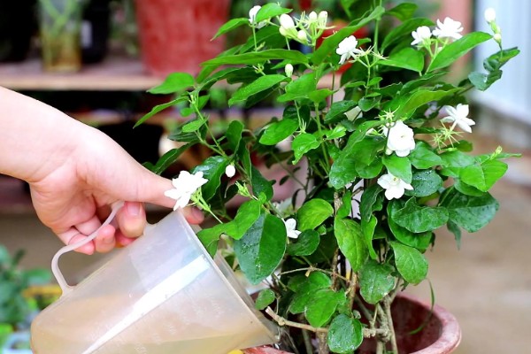 为什么茉莉不开花，可能是养分不足所致