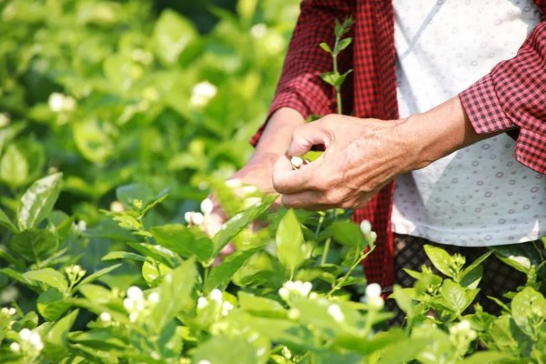 为什么茉莉不开花，可能是养分不足所致