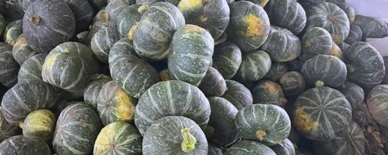 板栗南瓜的产地,在我国的南方和北方都有种植