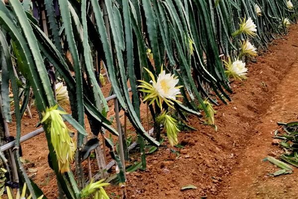 火龙果如何种植，可以对火龙果进行扦插育苗