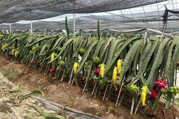 火龙果如何种植，可以对火龙果进行扦插育苗