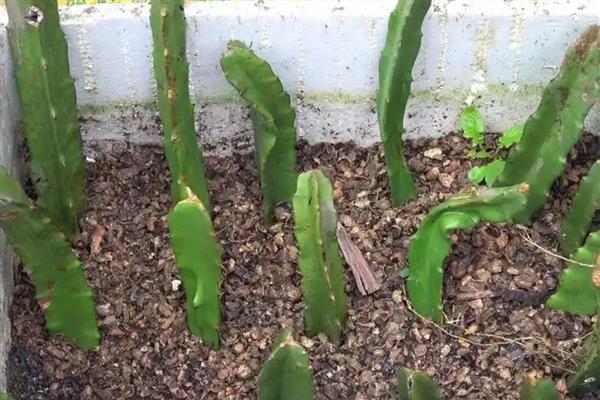 火龙果如何种植，可以对火龙果进行扦插育苗