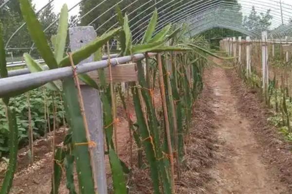 火龙果如何种植，可以对火龙果进行扦插育苗