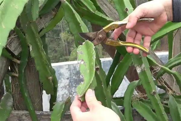 火龙果如何种植，可以对火龙果进行扦插育苗