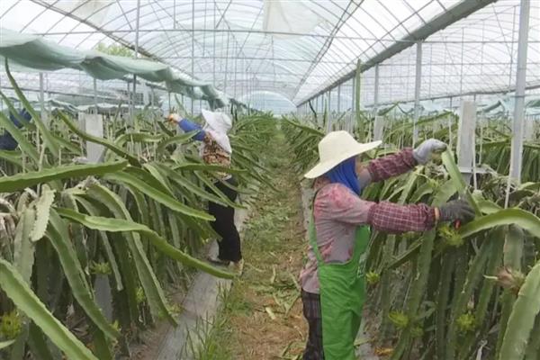 火龙果如何种植，可以对火龙果进行扦插育苗