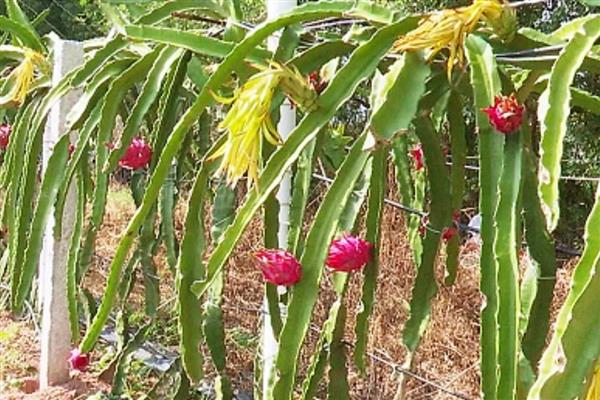 火龙果如何种植，可以对火龙果进行扦插育苗