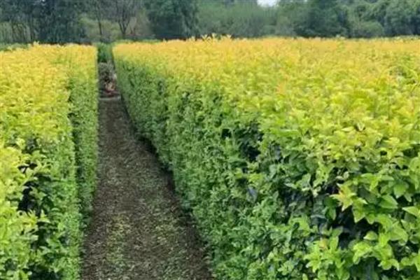 金叶女贞的修剪方法,定植期修剪部分根系和枝叶