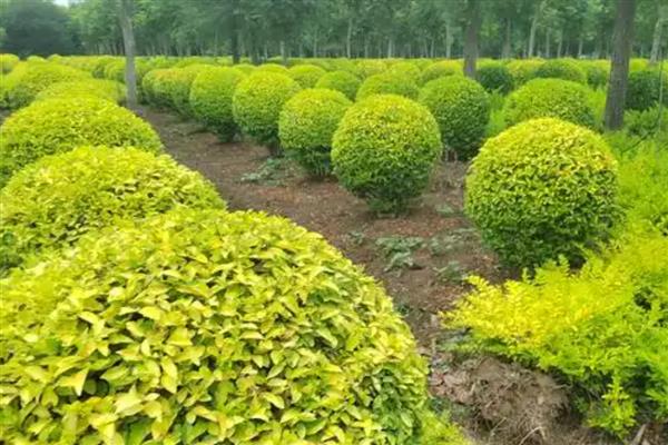 金叶女贞的修剪方法,定植期修剪部分根系和枝叶