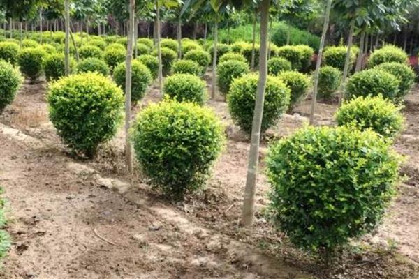 金叶女贞的修剪方法,定植期修剪部分根系和枝叶