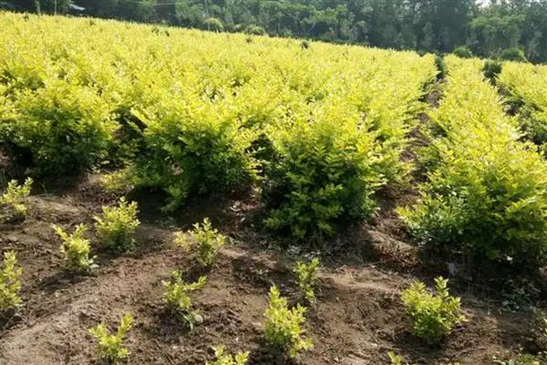 金叶女贞的修剪方法,定植期修剪部分根系和枝叶