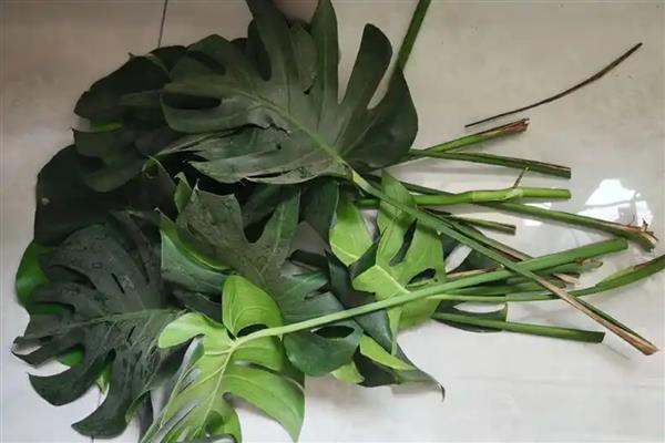 龟背竹能不能用阿司匹林，在水培前期使用可促进根系生长