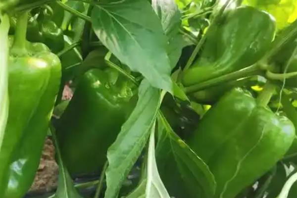 太空椒的育种方法，利用航空诱变育种途径培育而成