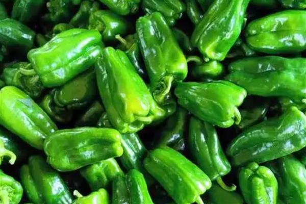 太空椒的育种方法，利用航空诱变育种途径培育而成