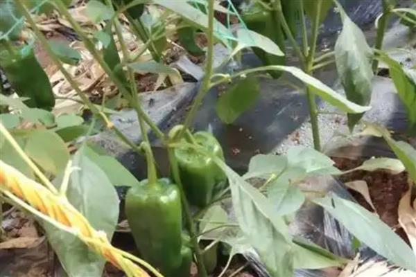 太空椒的育种方法，利用航空诱变育种途径培育而成