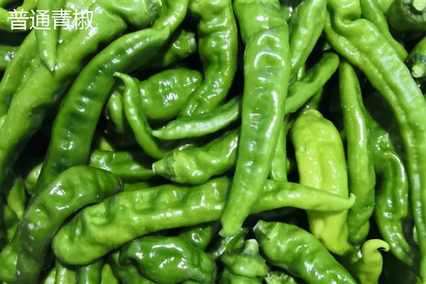 太空椒的育种方法，利用航空诱变育种途径培育而成