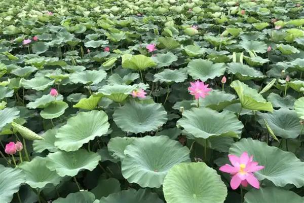 东北荷花在几月份开，在7-8月份开