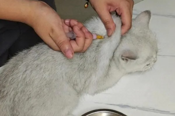 猫感冒打针打什么位置，分为皮下注射、肌肉注射等