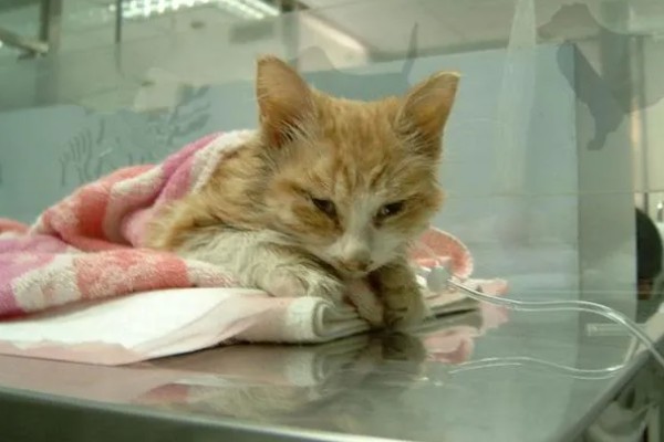 猫感冒打针打什么位置，分为皮下注射、肌肉注射等