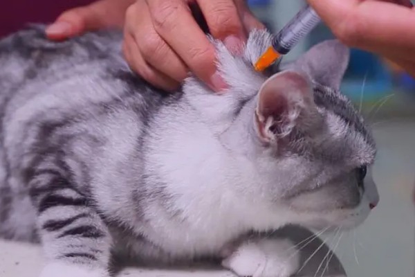猫感冒打针打什么位置，分为皮下注射、肌肉注射等