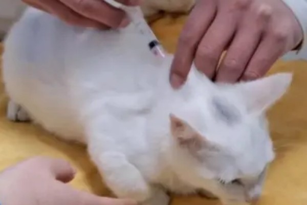 猫感冒打针打什么位置，分为皮下注射、肌肉注射等
