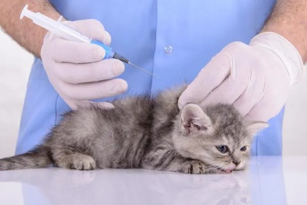 猫感冒打针打什么位置，分为皮下注射、肌肉注射等