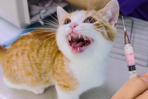 猫感冒打针打什么位置，分为皮下注射、肌肉注射等