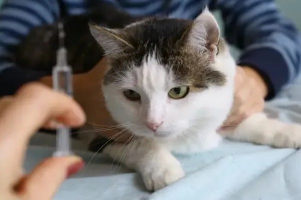 猫感冒打针打什么位置，分为皮下注射、肌肉注射等