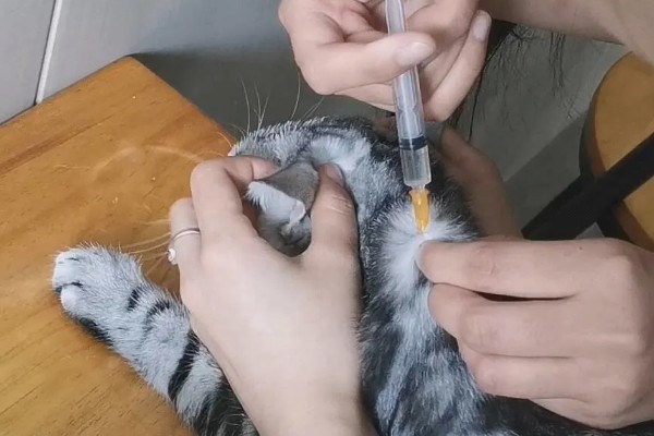 猫感冒打针打什么位置，分为皮下注射、肌肉注射等