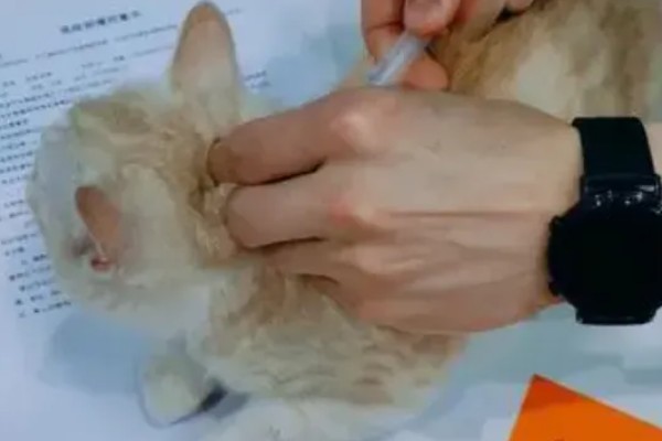 猫感冒打针打什么位置，分为皮下注射、肌肉注射等