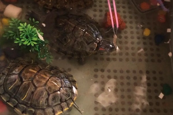 小乌龟吃什么，可以投喂鱼虫、螺类等