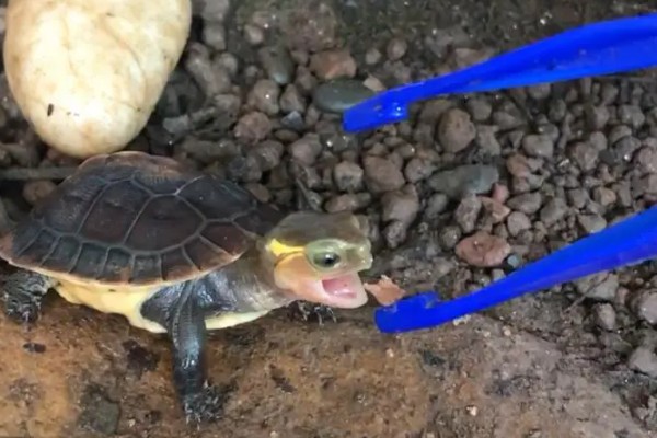 小乌龟吃什么，可以投喂鱼虫、螺类等