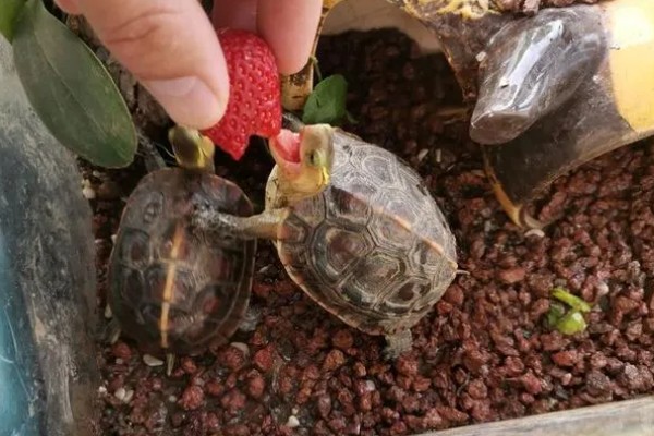 小乌龟吃什么，可以投喂鱼虫、螺类等