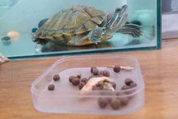 小乌龟吃什么，可以投喂鱼虫、螺类等