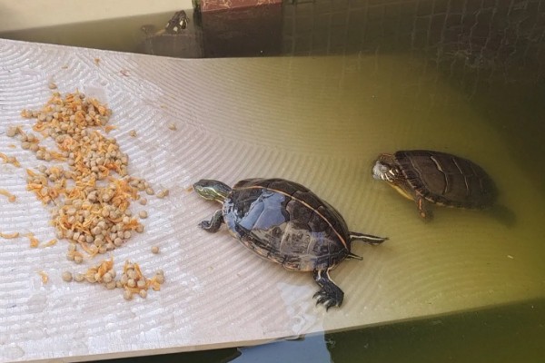 小乌龟吃什么，可以投喂鱼虫、螺类等